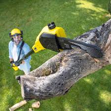 Best Tree Trimming and Pruning  in Posen, IL