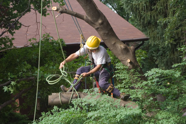 Best Hedge Trimming  in Posen, IL