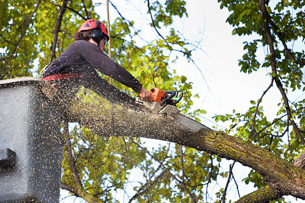 Best Leaf Removal  in Posen, IL