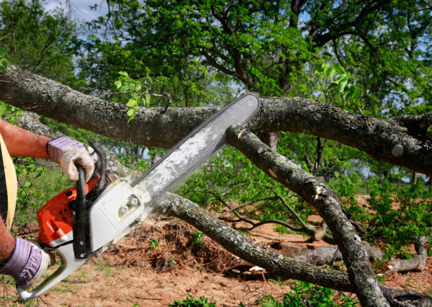 Best Emergency Tree Removal  in Posen, IL