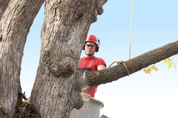 Best Tree Risk Assessment  in Posen, IL