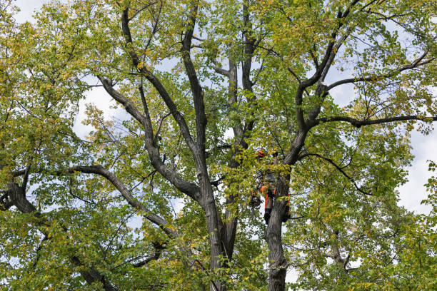 Best Fruit Tree Pruning  in Posen, IL